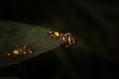 Epithymema helias