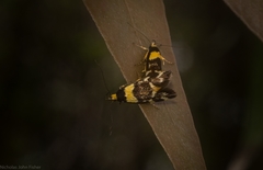 Epithymema helias