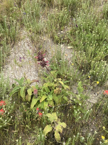 Salvia spathacea