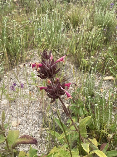 Salvia spathacea