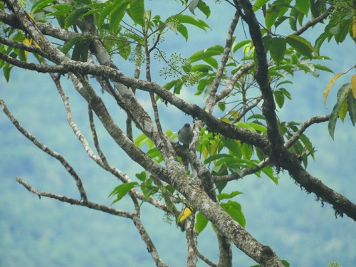 Heterophasia picaoides