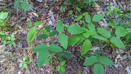 Image of Desmodium laevigatum by (c) Joseph Aubert, some rights reserved (CC BY)