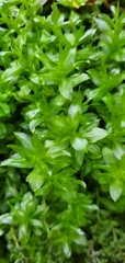 Insigne Feathermoss (Plagiomnium insigne)
