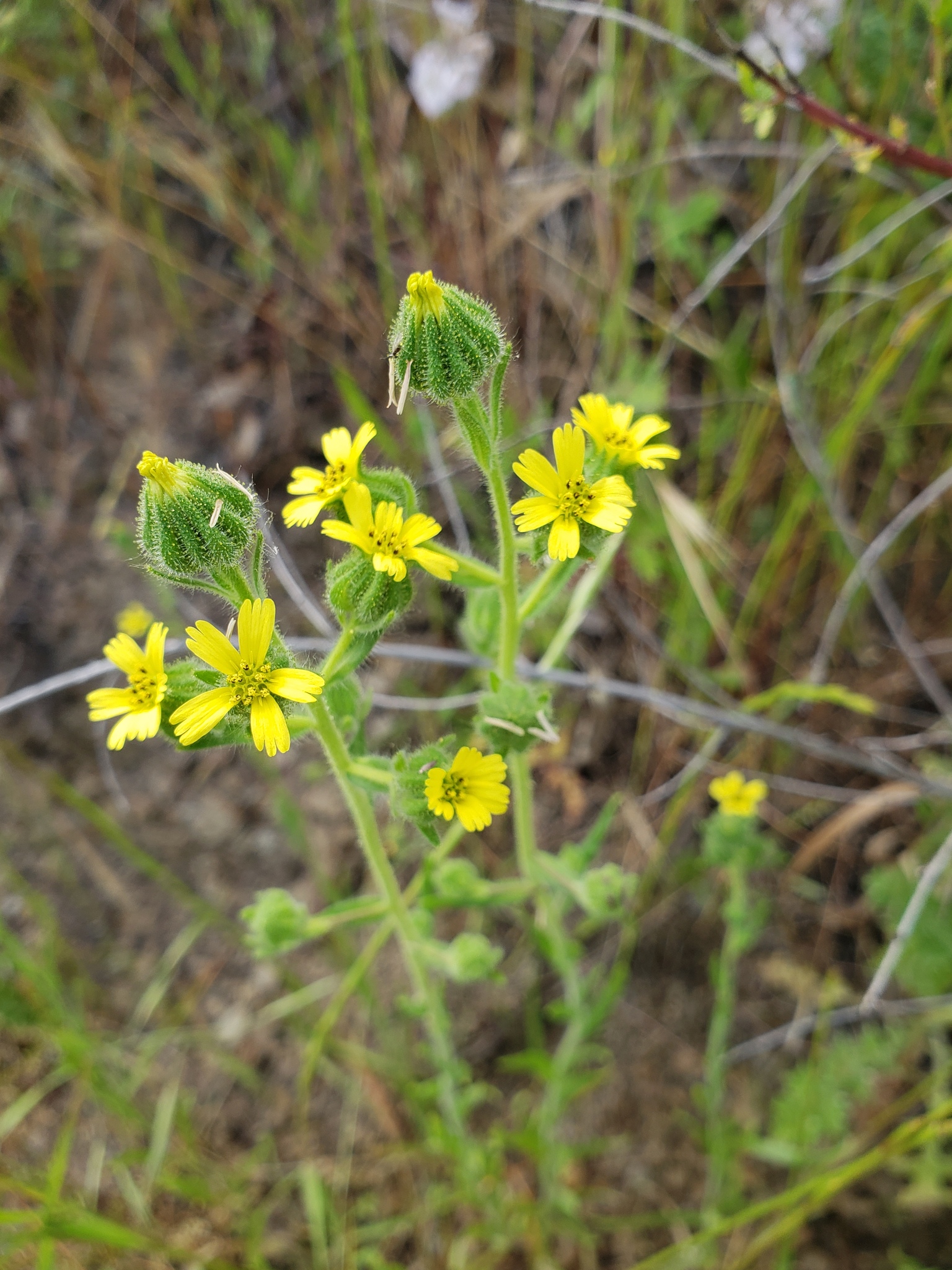 Madia gracilis