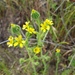 Grassy Tarweed - Photo (c) Amy (She/Her), some rights reserved (CC BY-NC), uploaded by Amy (She/Her)
