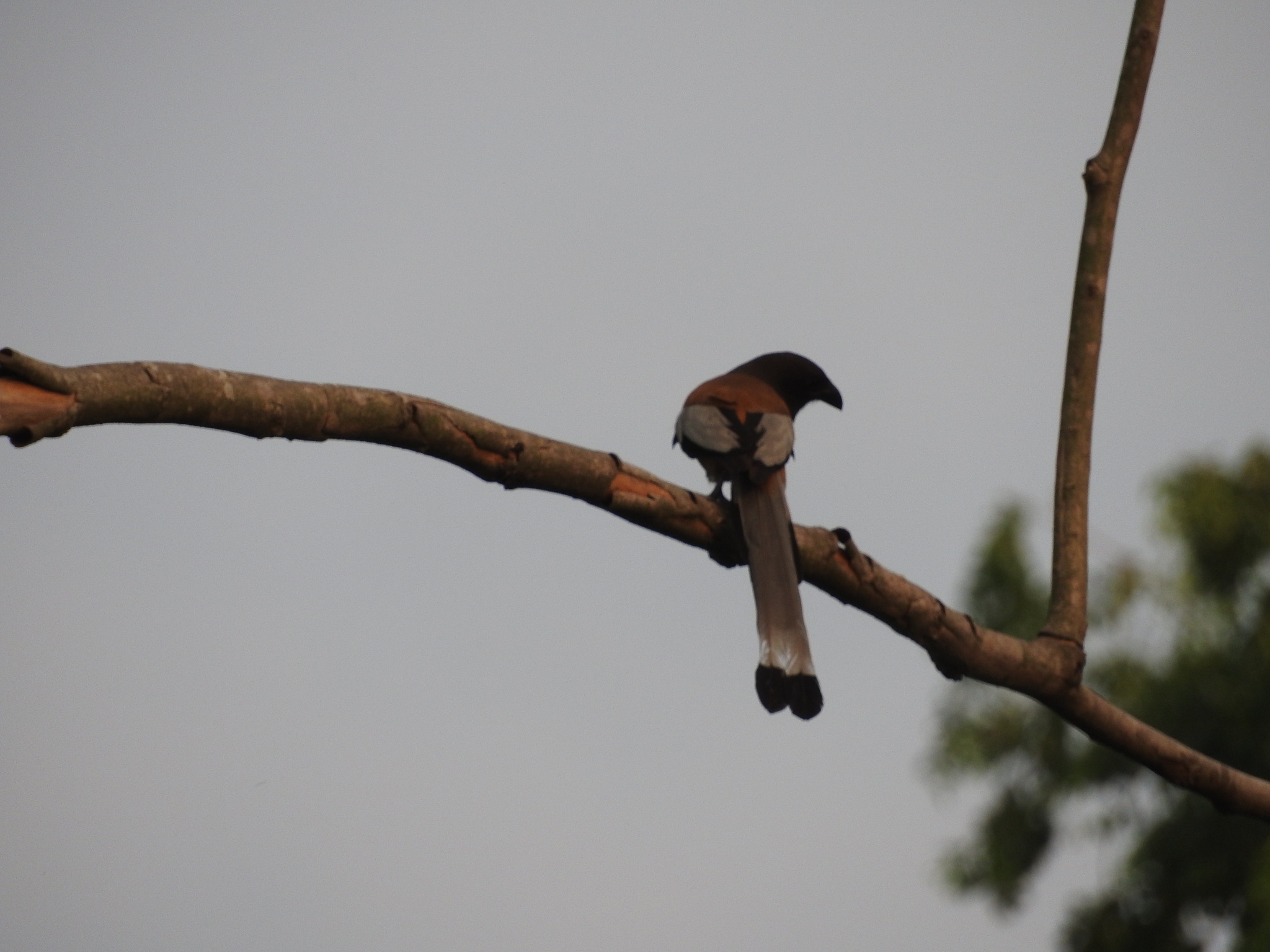 Rufous Treepie