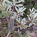 Banksia penicillata - Photo 由 M.J. Baker 所上傳的 (c) M.J. Baker，保留部份權利CC BY-NC