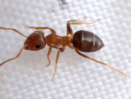Lasius brunneus nuotrauka