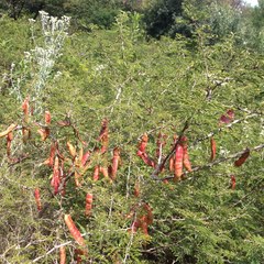 Painteria leptophylla