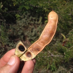 Painteria leptophylla