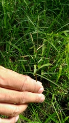 Urochloa subquadripara