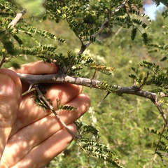 Painteria leptophylla