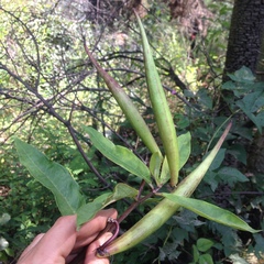 Asclepias auriculata