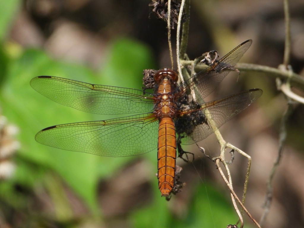 Libellula foliata