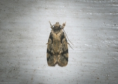 Barea basigramma