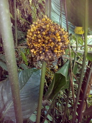 Stromanthe macrochlamys