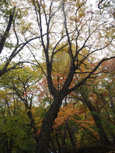 Betula schmidtii iNat (2)
