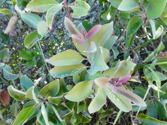 Santalum haleakalae