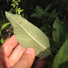 Asclepias auriculata