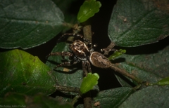 Paraphilaeus daemeli