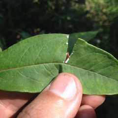 Asclepias auriculata