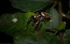 Paraphilaeus daemeli