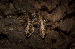 Nacoleia amphicedalis