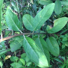 Asclepias auriculata