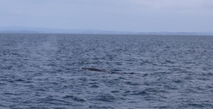 Balaenoptera edeni brydei