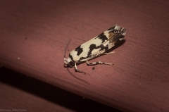 Lichenaula calligrapha