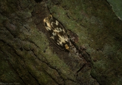 Barea euprepes