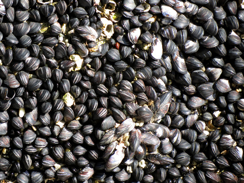 Little Black Mussel
