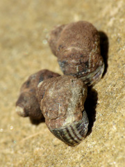 Austrolittorina cincta