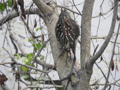 Ixobrychus flavicollis