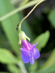 Antirrhinum kelloggii