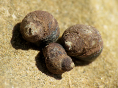 Austrolittorina cincta