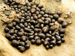 Austrolittorina cincta