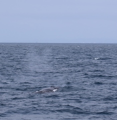 Balaenoptera edeni brydei