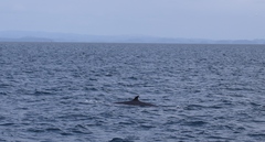 Balaenoptera edeni brydei