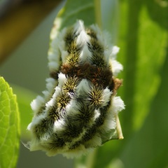 Megalopyge defoliata