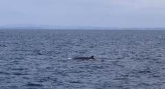 Balaenoptera edeni brydei