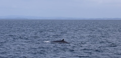 Balaenoptera edeni brydei