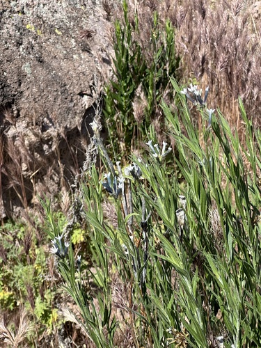 Palmer's bluestar (Amsonia palmeri)