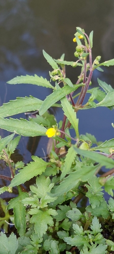 Image of Calceolaria mexicana by (c) Juan Carlos Caicedo Hernández, some rights reserved (CC BY)