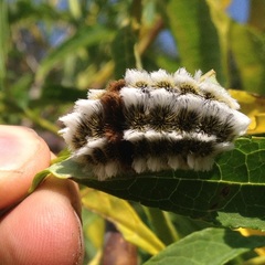 Megalopyge defoliata