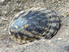 Cellana
