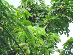 Psilopogon asiaticus