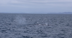 Balaenoptera edeni brydei