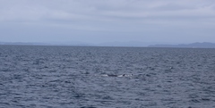 Balaenoptera edeni brydei
