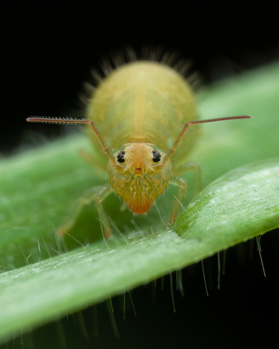 Sminthurus viridis (Linnaeus, 1758)